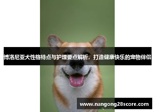 博洛尼亚犬性格特点与护理要点解析，打造健康快乐的宠物伴侣